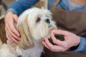 dog vitamins for hair