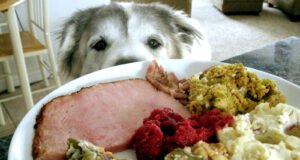 Homemade Winter Recipes for Dogs