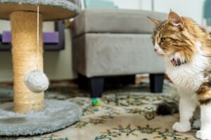 indoor activities for cats