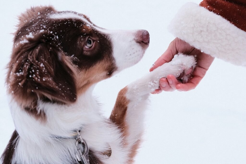 Boosting Your Pet’s Immunity in Winter