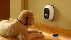 AI-powered dog cameras