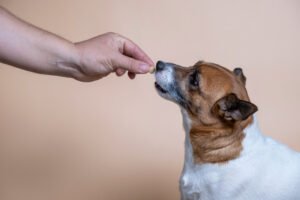 Gabapentin for Dogs