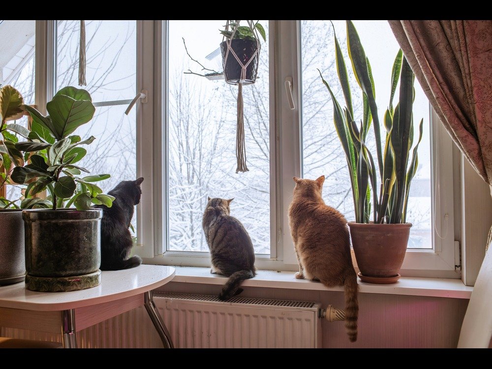 Indoor Cat Lifespan
