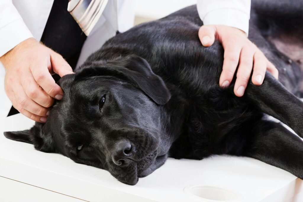 Muscle Relaxants for Dogs
