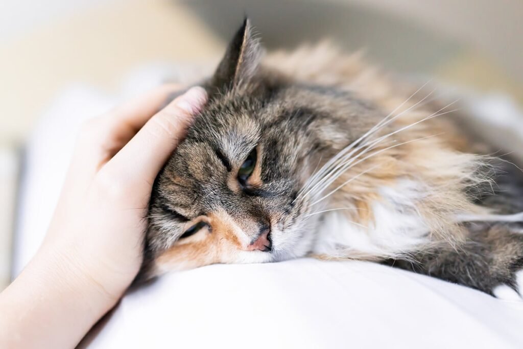 spayed female cat in heat