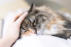 spayed female cat in heat