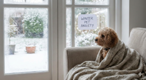 Winter pet anxiety