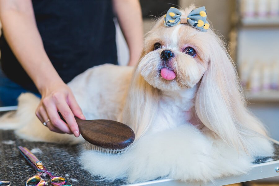 dog grooming tips