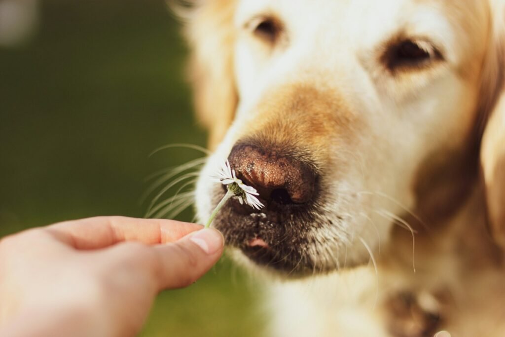 homemade remedies for smelly dogs