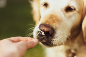homemade remedies for smelly dogs