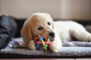 how to stop dog chewing