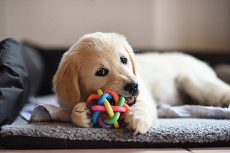 how to stop dog chewing