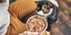 High-calorie food for senior cats