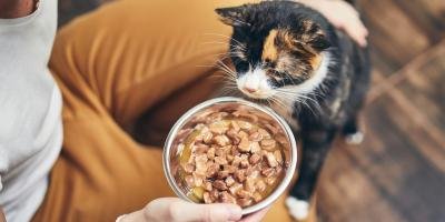 High-calorie food for senior cats
