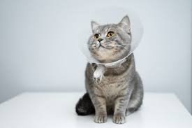 cat vet collar cone