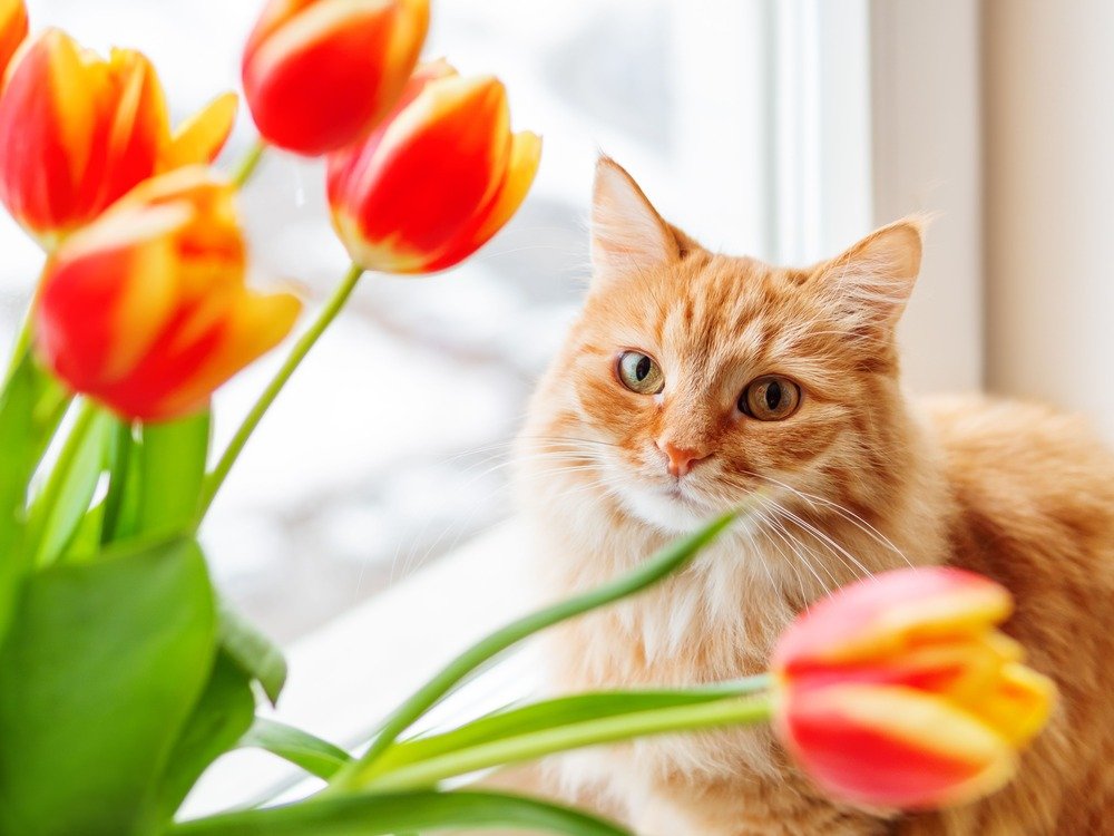 flowers toxic to cats