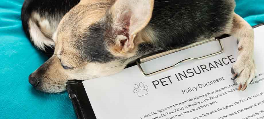 pet insurance price