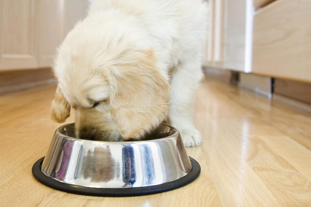 what to feed a constipated dog