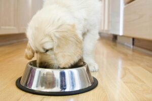 what to feed a constipated dog