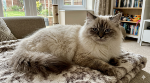 himalayan domestic cat